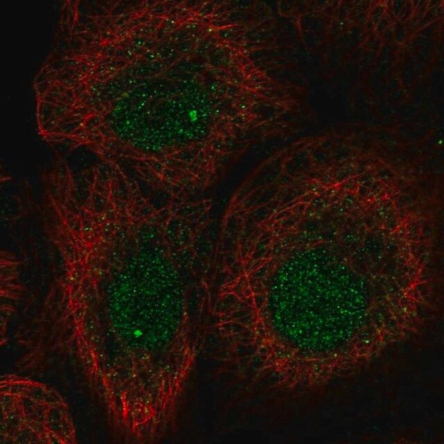 Anti-L3MBTL1 antibody produced in rabbit