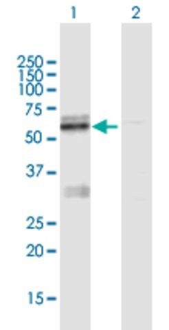 Anti-LMF1 antibody produced in mouse