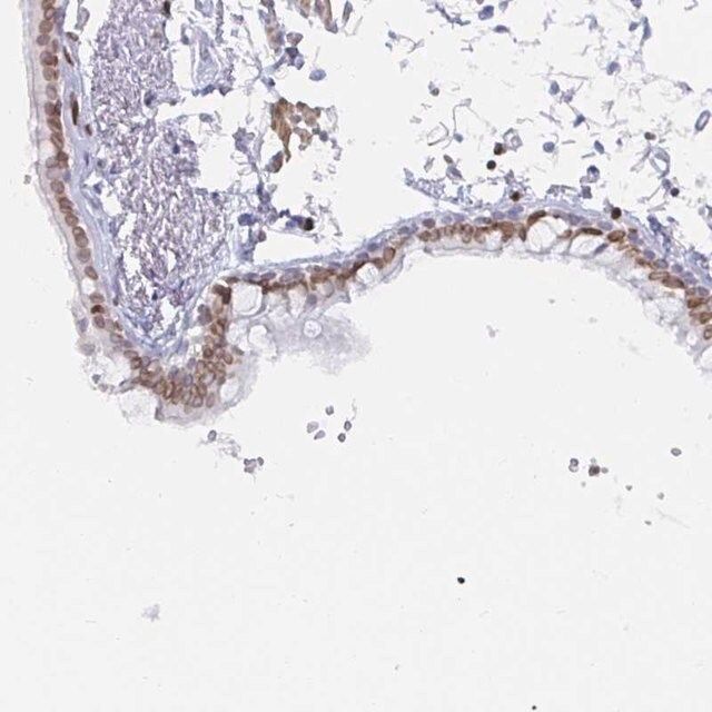 Anti-LMNB1 antibody produced in rabbit