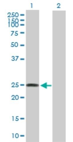 Anti-LOC134145 antibody produced in mouse