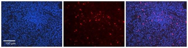 Anti-LMNB1 antibody produced in rabbit