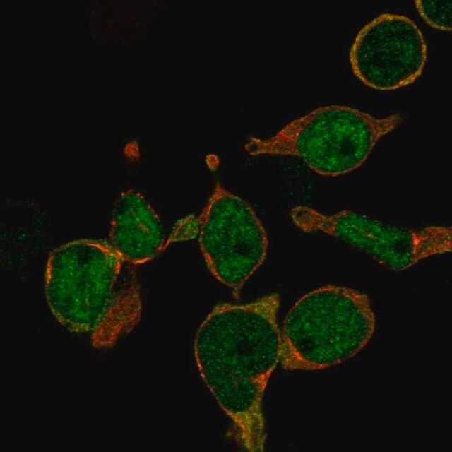 Anti-LMO2 antibody produced in rabbit