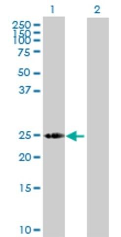 Anti-LOC391763 antibody produced in mouse