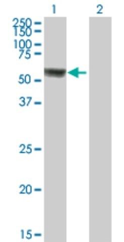 Anti-LOC197322 antibody produced in mouse