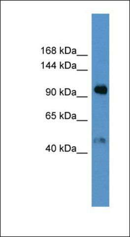 Anti-LPA antibody produced in rabbit