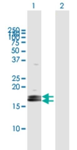 Anti-LOC124220 antibody produced in mouse