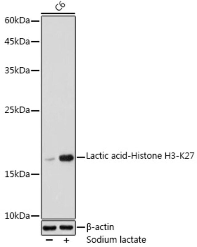 Anti-Lactic acid-Histone H3-K27 antibody produced in rabbit