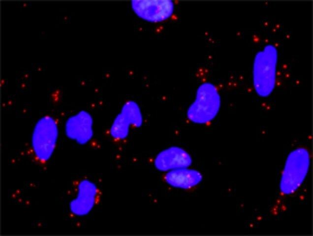 Anti-LAMA5 antibody produced in rabbit