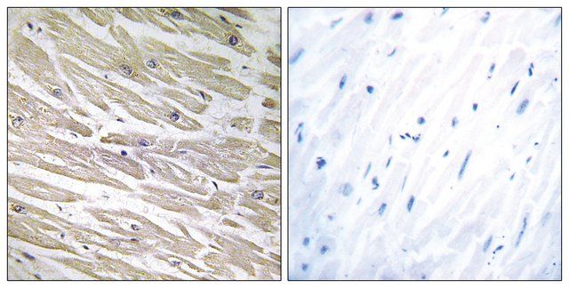 Anti-LAMA4 antibody produced in rabbit