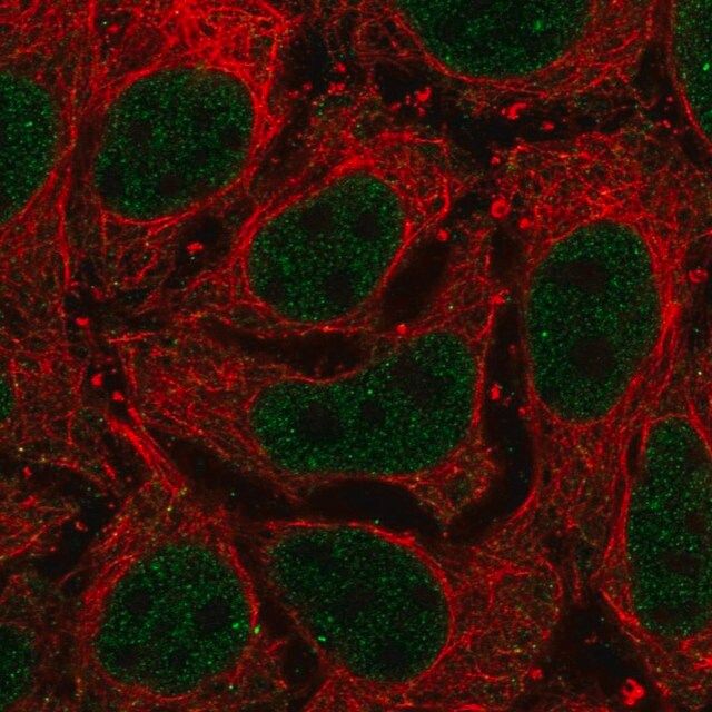 Anti-LAMA5 antibody produced in rabbit