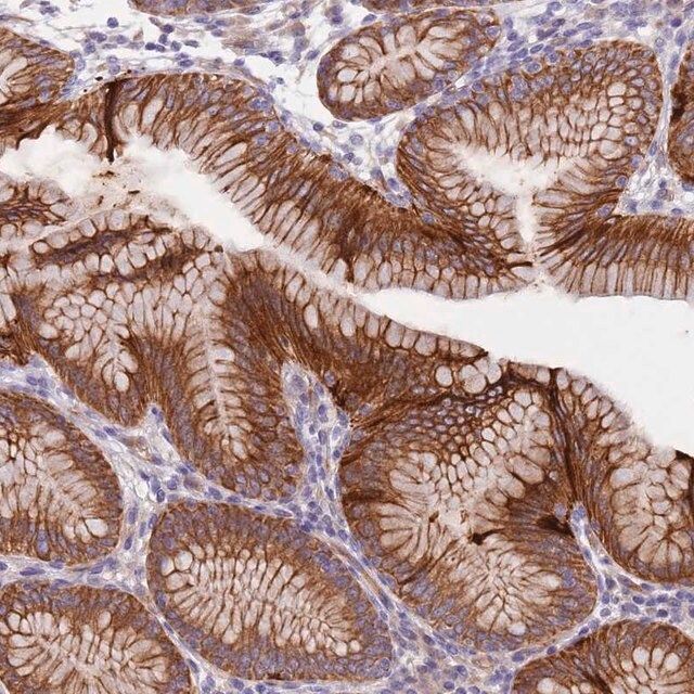 Anti-LAMB4 antibody produced in rabbit