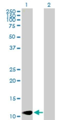 Anti-LAMA4 antibody produced in mouse