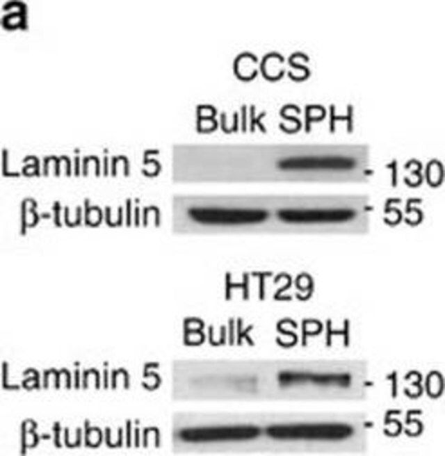 Anti-Laminin-5 (2 chain) Antibody, clone D4B5