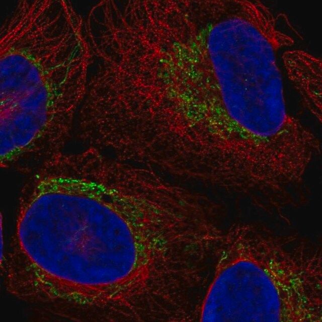 Anti-LANCL3 antibody produced in rabbit