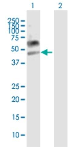 Anti-LAMP3 antibody produced in mouse