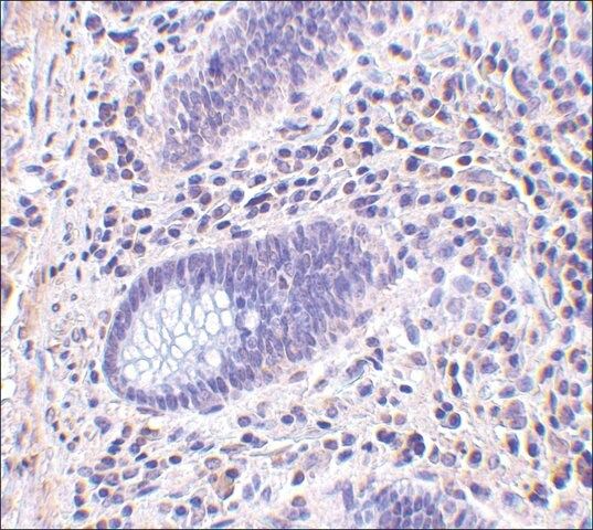 Anti-LANO antibody produced in rabbit