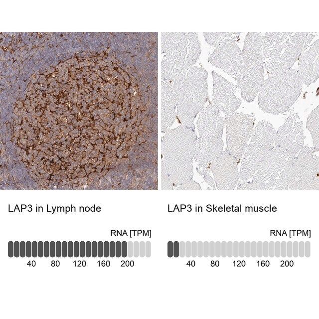 Anti-LAP3 antibody produced in rabbit