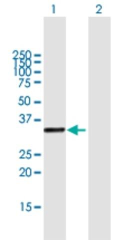 Anti-KIAA1530 antibody produced in mouse