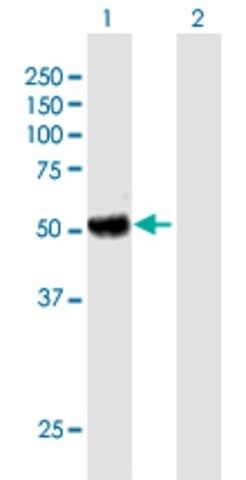 Anti-KIAA0368 antibody produced in mouse