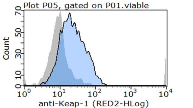 Anti-Keap1 Antibody, clone 144