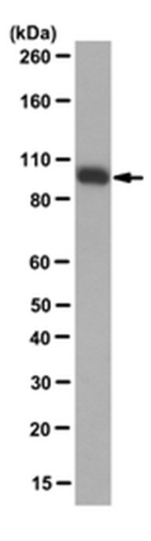 Anti-Isocitrate Dehydrogenase 1 (IDH1)-R132H Antibody, clone HMab-1