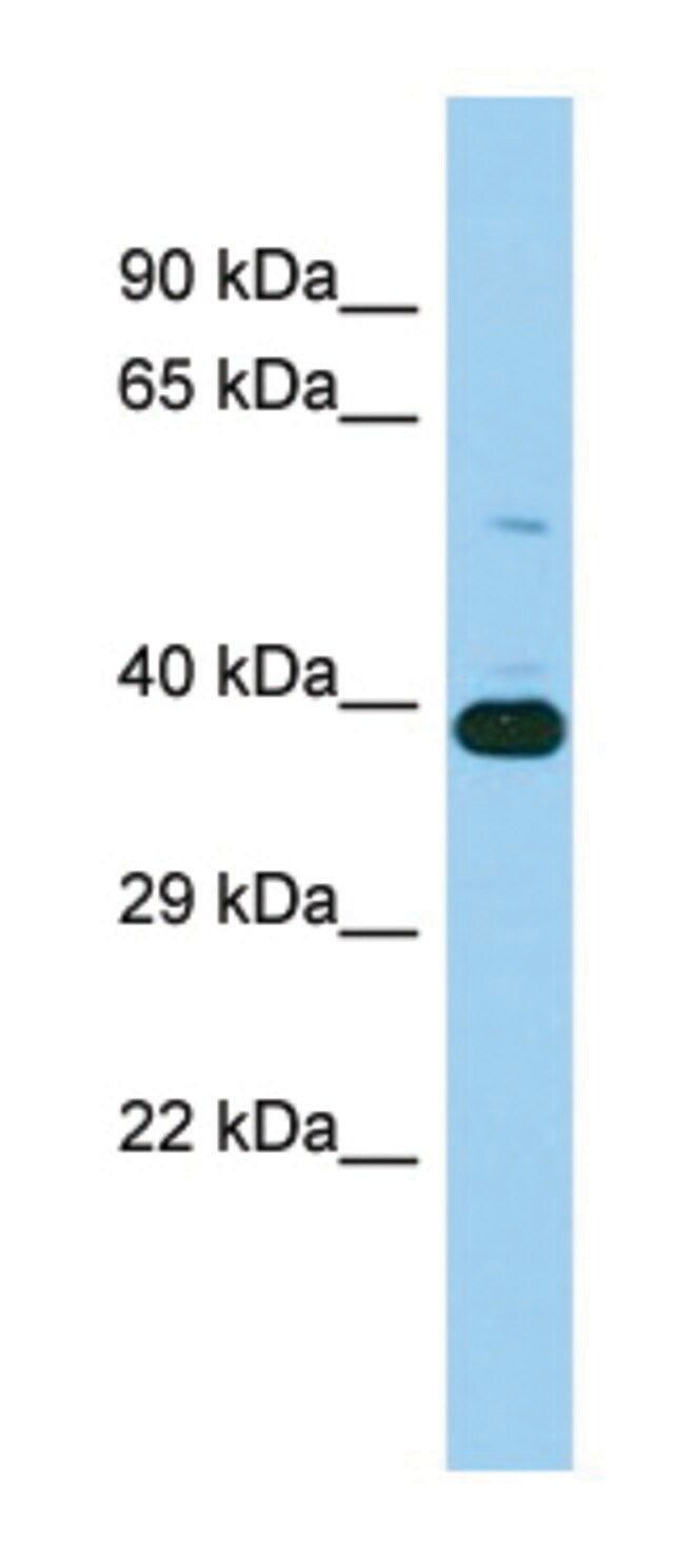 Anti-IST1 (N-terminal) antibody produced in rabbit