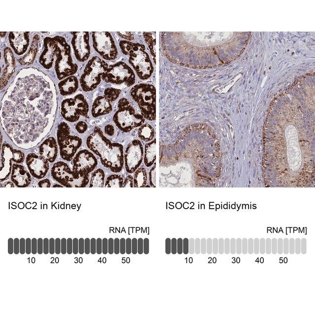 Anti-ISOC2 antibody produced in rabbit