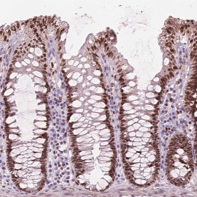 Anti-ISLR2 antibody produced in rabbit