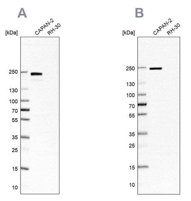 Anti-ITGB4 antibody produced in rabbit