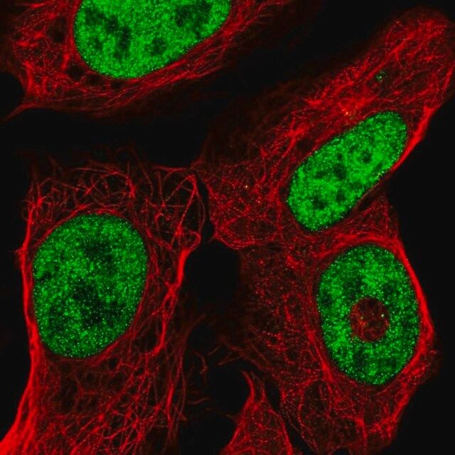 Anti-ISX antibody produced in rabbit