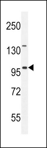 ANTI-ITIH5 (C-TERM) antibody produced in rabbit