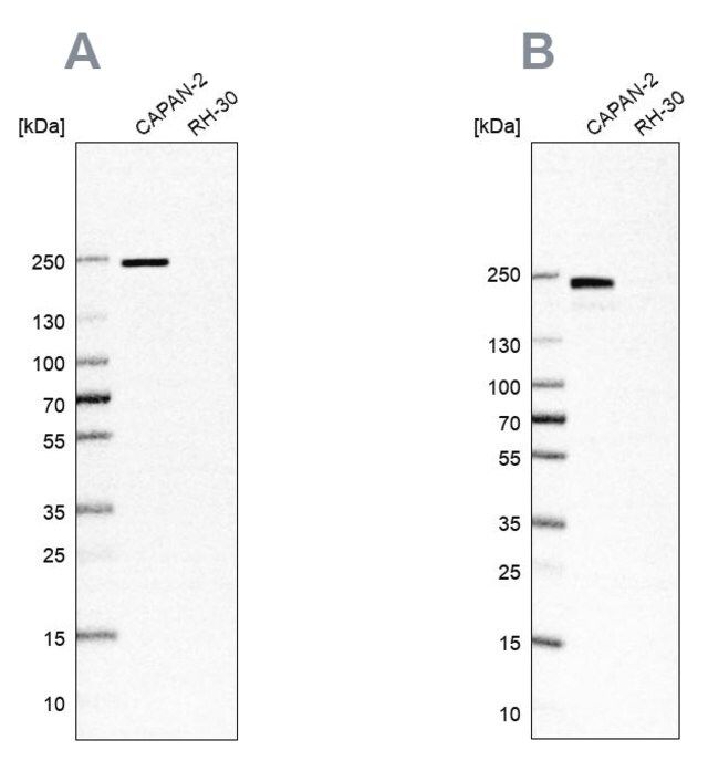 Anti-ITGB4 antibody produced in rabbit