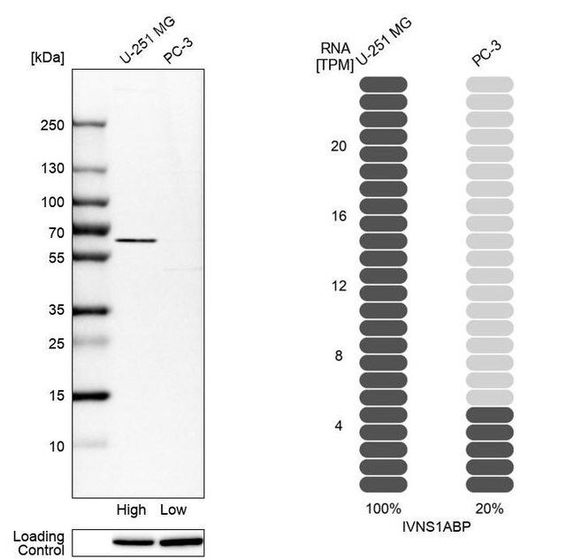 Anti-IVNS1ABP antibody produced in rabbit