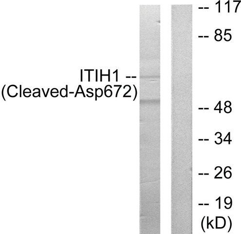 Anti-ITIH1 (Cleaved-Asp<sup>672</sup>) antibody produced in rabbit