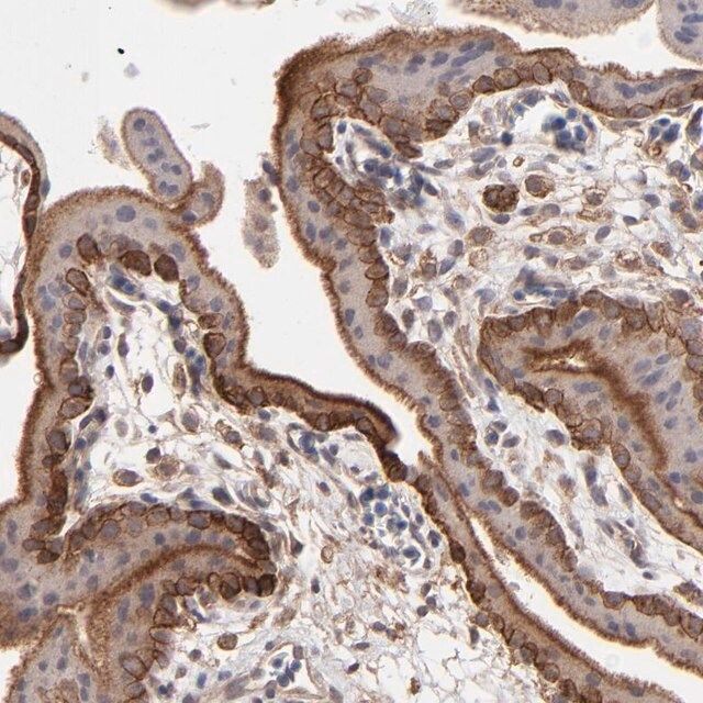 Anti-ITGB5 antibody produced in rabbit