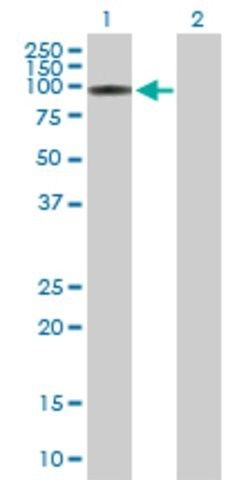 Anti-ITPKC antibody produced in mouse