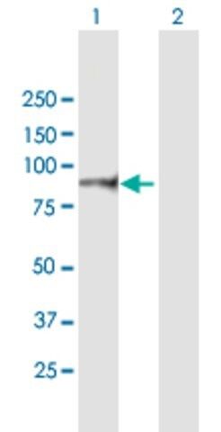 Anti-ITGB7 antibody produced in mouse