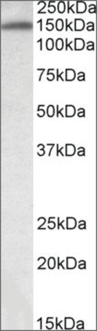 Anti-ITIH4 (C-terminal) antibody produced in goat