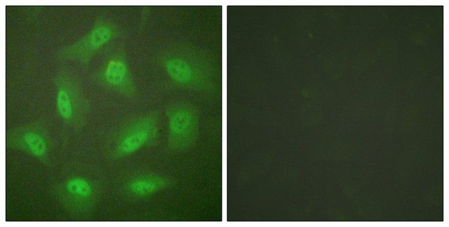 Anti-JAB1 antibody produced in rabbit