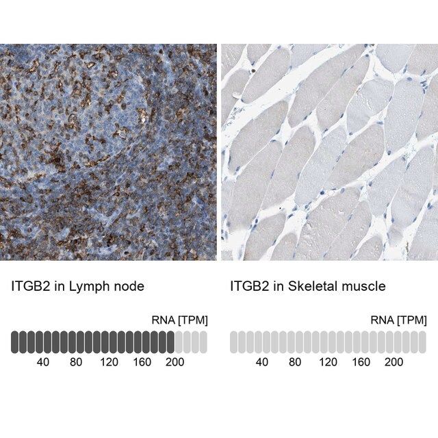 Anti-ITGB2 antibody produced in rabbit