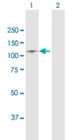 Anti-ITIH1 antibody produced in rabbit