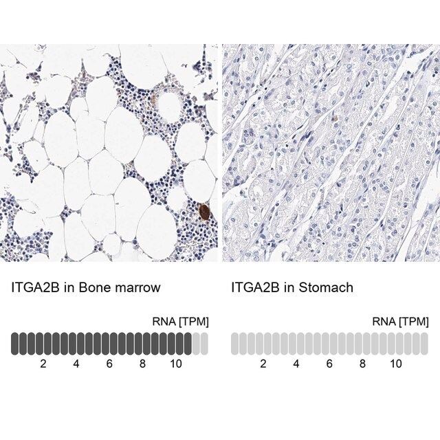 Anti-ITGA2B antibody produced in rabbit