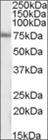 Anti-ITPKC antibody produced in goat