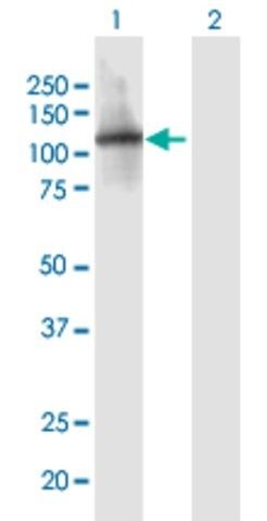 Anti-ITIH1 antibody produced in mouse