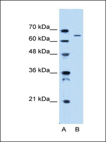 Anti-IVL antibody produced in rabbit