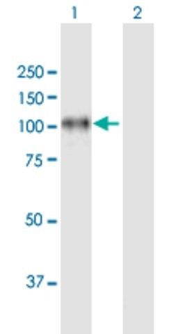 Anti-ITGB8 antibody produced in mouse