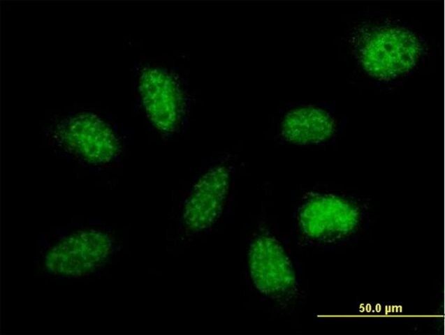 Anti-IXL antibody produced in mouse