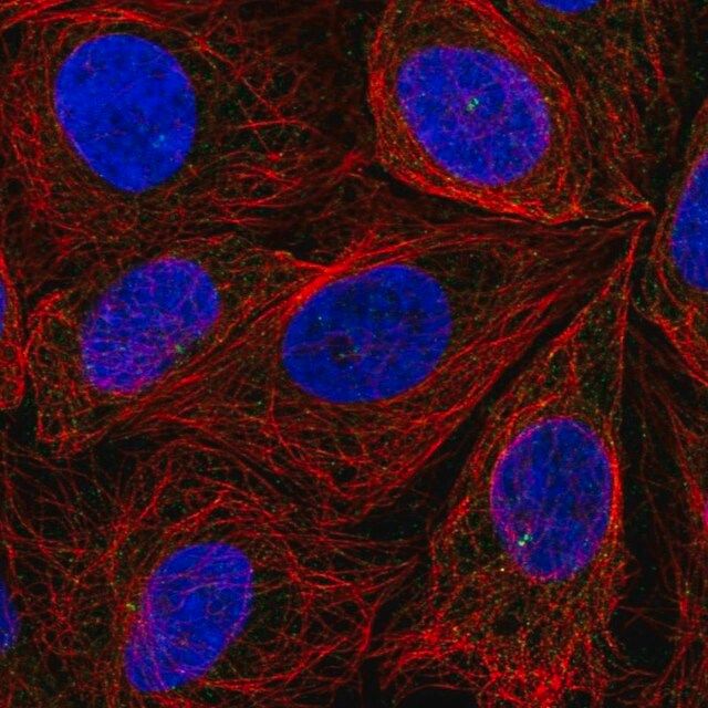 Anti-ITPRIPL2 antibody produced in rabbit