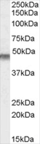 Anti-KCNJ11/KATP antibody produced in goat