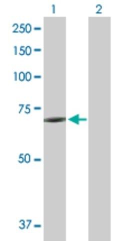 Anti-KCNK10 antibody produced in mouse